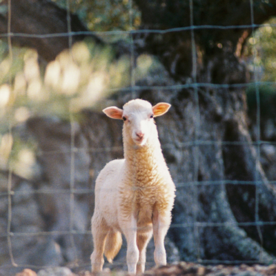 Lamb - Kodak Farbwelt 400, Chinon CM4s, September 2017