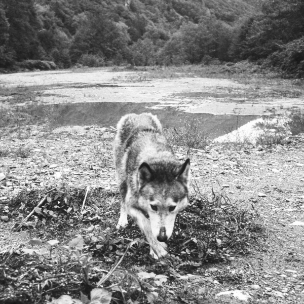 Wolf - Fomapan 200, Minox, September 2015