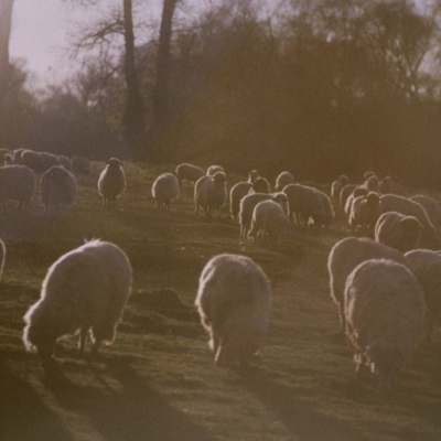 Sheep - Fuji c200, Pentax ZX10, November 2013