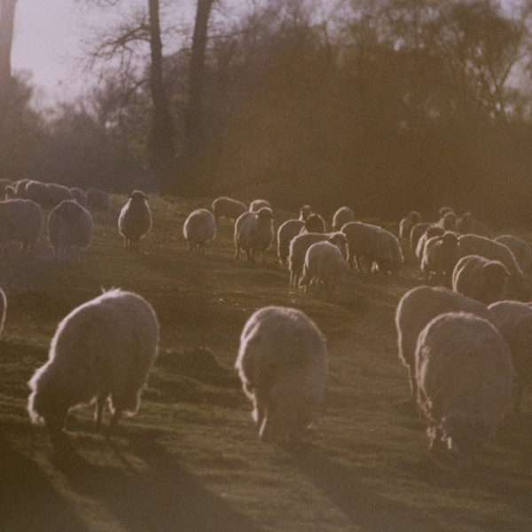 Sheep - Fuji c200, Pentax ZX10, November 2013