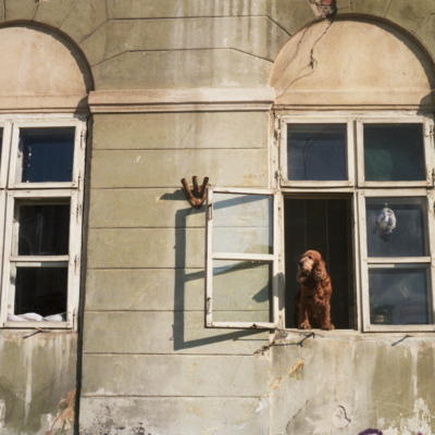 Cocker Spaniel - Kodak Color Plus 200 , Pentax ZX10, July 2012
