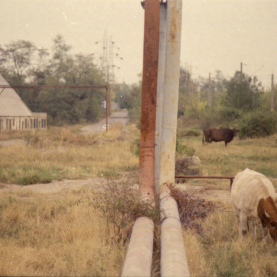 Cows - Kodak Color Plus 200, Pentax ZX10, October 2012
