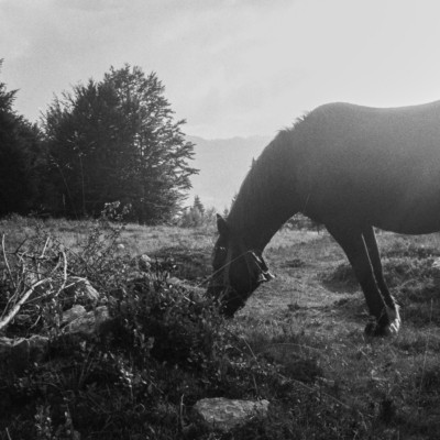 Horse - Fomapan 200, Minox, September 2015
