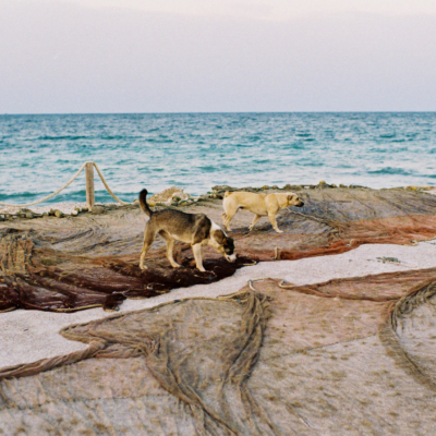 Dogs in 2 Mai - Fujicolor c200, Pentax Z1p, September 2018