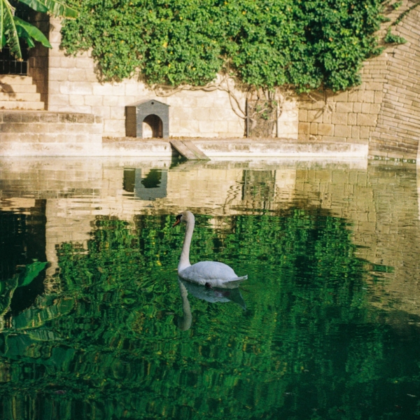 Swan Lake - Fujicolor 200, Chinon CM4s, July 2017