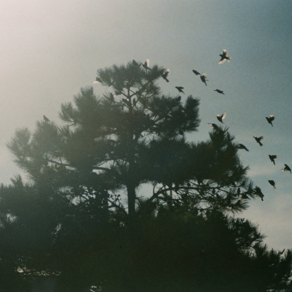 Little birds - Agfa 200, Pentax Z1p, September 2018