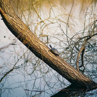 Turtle - Fuji Superia 400, Pentax Z1p, February 2019