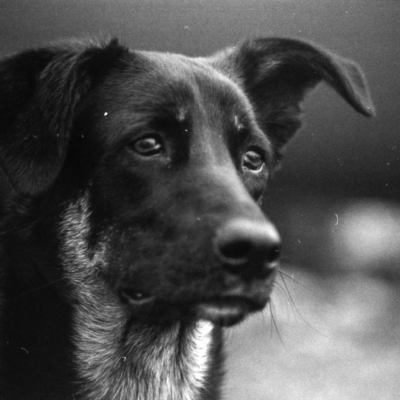 Heartbreaker -Agfa Apx 100, Pentax ZX10, November 2012