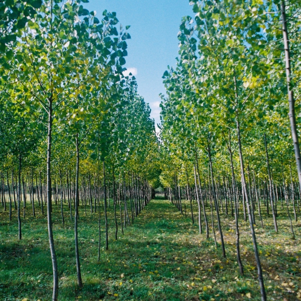 Trees - Kodak Color 200, Pentax Z1p, September 2018