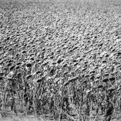 Sun Flowers - Agfa apx100 Pentax Z1p, August 2018