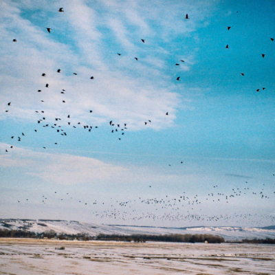Winter - Kodak Gold 200, Pentax Z1p, January 2019